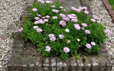 Real Estate in Probate: When Can an Executor of an Estate Convey Real Estate?